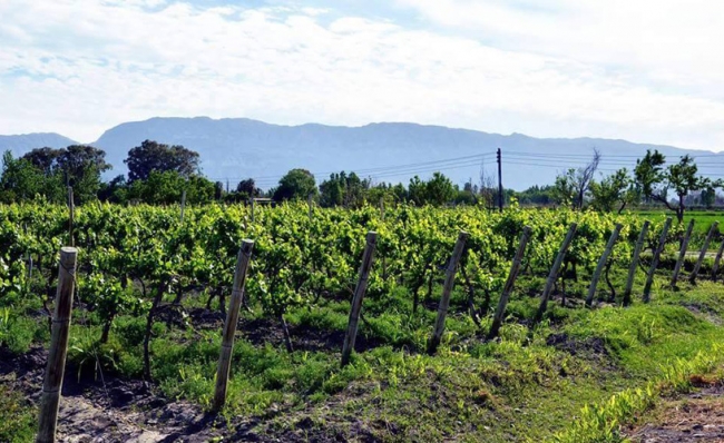 Argentina - San Juan con Bodegas